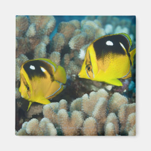 Underwater Life; FISH: A pair of Fourspot Magnet