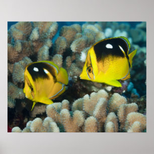 Underwater Life; FISH:  A pair of Fourspot Poster