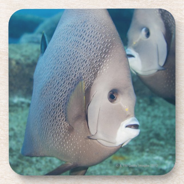 Underwater Life, FISH:  a pair of Grey Angelfish Coaster (Front)