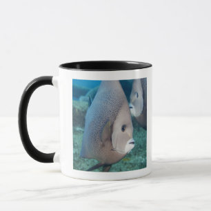Underwater Life, FISH:  a pair of Grey Angelfish Mug