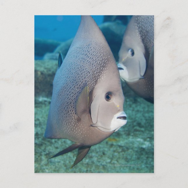 Underwater Life, FISH:  a pair of Grey Angelfish Postcard (Front)