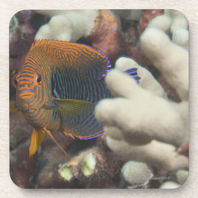 Underwater life; FISH: A portrait of a Potter's Coaster (Front)