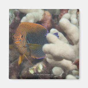 Underwater life; FISH: A portrait of a Potter's Magnet