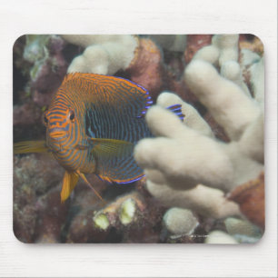Underwater life; FISH: A portrait of a Potter's Mouse Pad