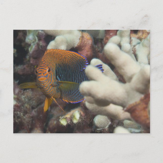 Underwater life; FISH: A portrait of a Potter's Postcard (Front)