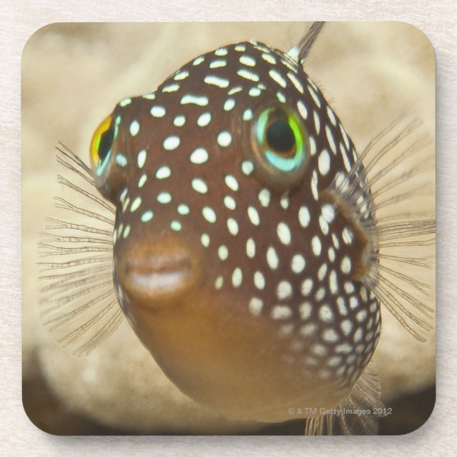 Underwater life; FISH:  Close-up portrait of a Coaster (Front)