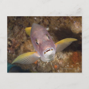 Underwater Life; FISH:  Close up portrait of a Postcard