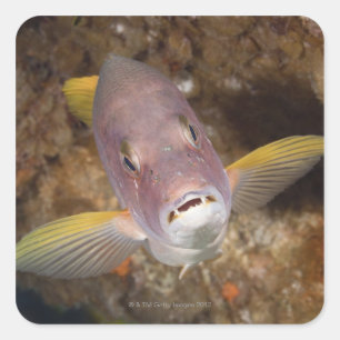 Underwater Life; FISH: Close up portrait of a Square Sticker