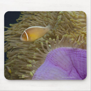 Underwater LIfe; FISH: Clownfish (Pink Mouse Pad