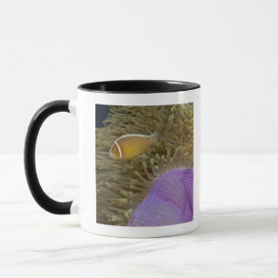 Underwater LIfe; FISH: Clownfish (Pink Mug