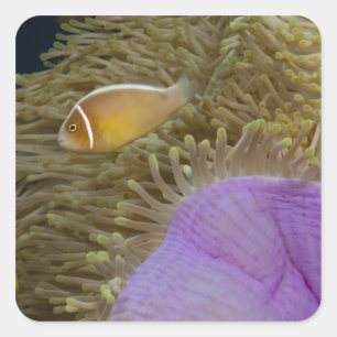 Underwater LIfe; FISH: Clownfish (Pink Square Sticker
