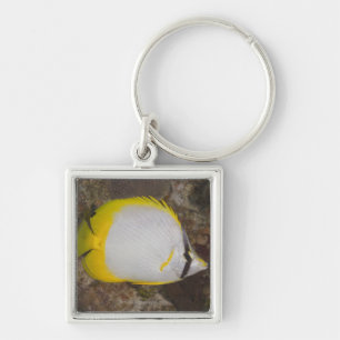 Underwater Life, FISH: Colourful Spotfin Key Ring