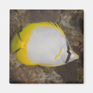 Underwater Life, FISH: Colourful Spotfin Magnet