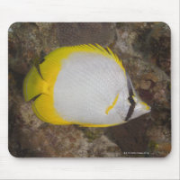 Underwater Life, FISH: Colourful Spotfin