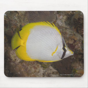 Underwater Life, FISH: Colourful Spotfin Mouse Pad