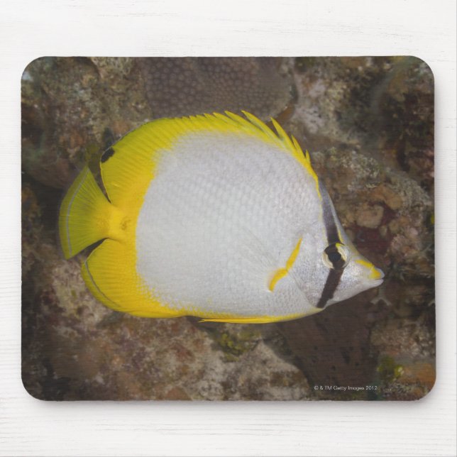Underwater Life, FISH: Colourful Spotfin Mouse Pad (Front)