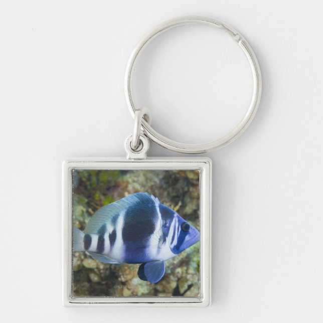 Underwater Life, FISH:  Indigo Hamlet Key Ring (Front)