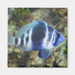 Underwater Life, FISH:  Indigo Hamlet Magnet