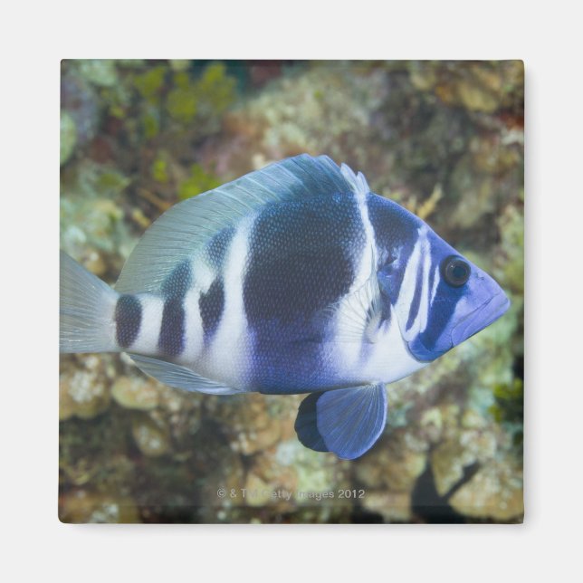 Underwater Life, FISH:  Indigo Hamlet Magnet (Front)