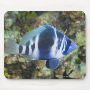 Underwater Life, FISH: Indigo Hamlet Mouse Pad