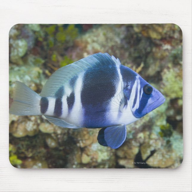 Underwater Life, FISH:  Indigo Hamlet Mouse Pad (Front)