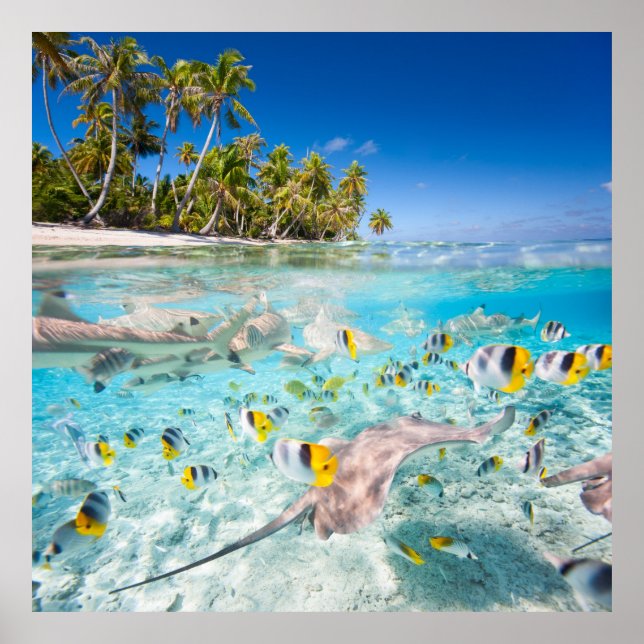 Underwater life poster (Front)