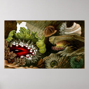 Underwater Life Three Of Ten Poster