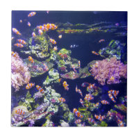 Underwater Orange Clown Fish Around Coral