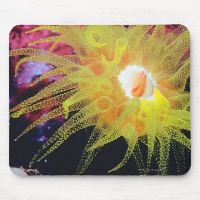 Underwater organism mouse pad (Front)