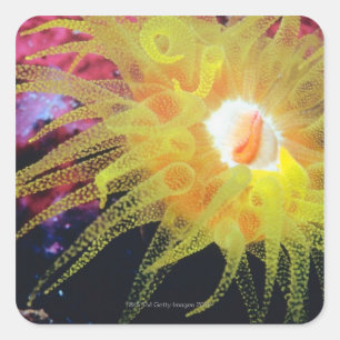 Underwater organism square sticker
