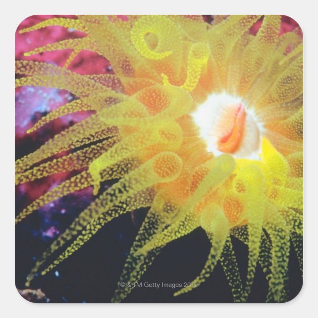 Underwater organism square sticker (Front)