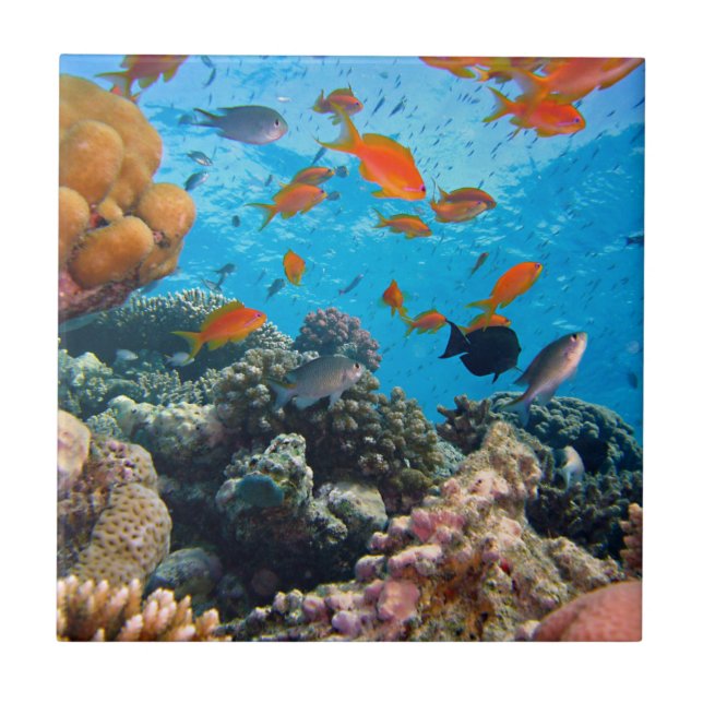 Underwater Scene Ceramic Tile (Front)