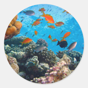 Underwater Scene Classic Round Sticker