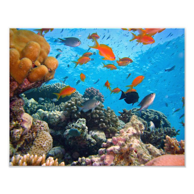 Underwater Scene Photo Print (Front)