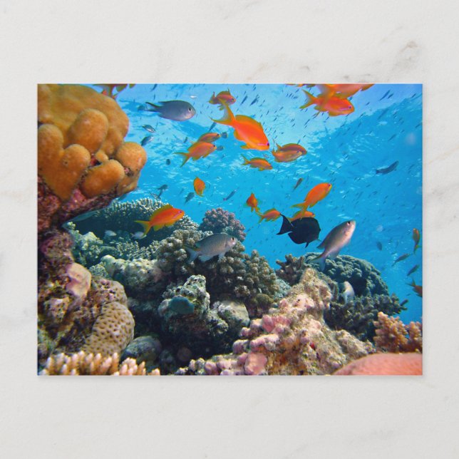 Underwater Scene Postcard (Front)