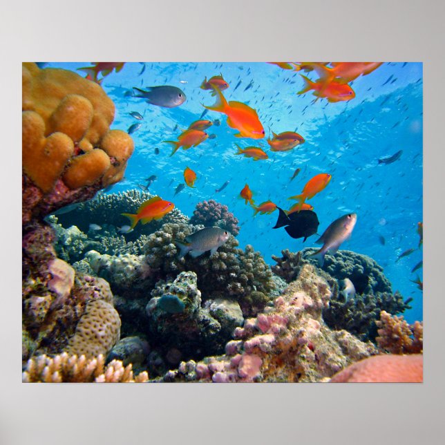 Underwater Scene Poster (Front)