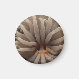 Underwater Sea Anemone Macro – Elegant Ocean Photo Magnet