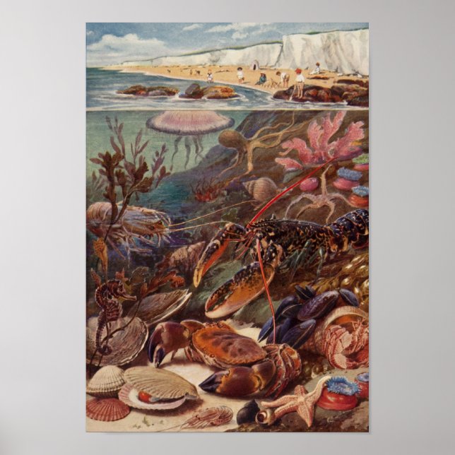 Underwater Sea Crab Lobster Marine Clam Coral Poster (Front)