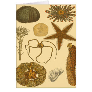 Underwater Sea Creatures