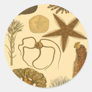 Underwater Sea Creatures Classic Round Sticker