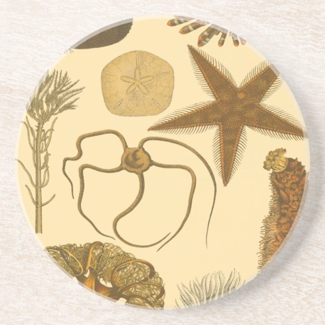 Underwater Sea Creatures Coaster (Front)