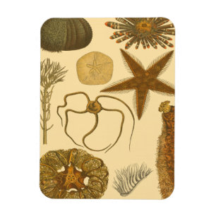 Underwater Sea Creatures Magnet