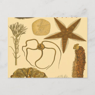 Underwater Sea Creatures Postcard