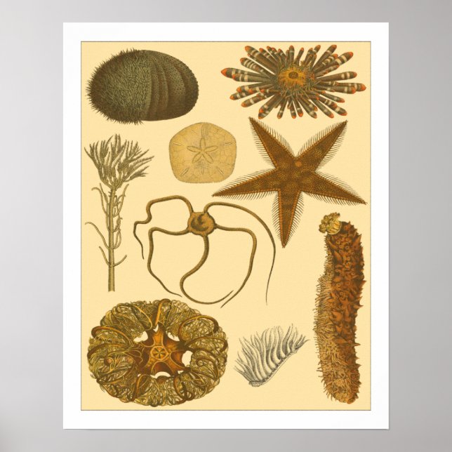 Underwater Sea Creatures Poster (Front)