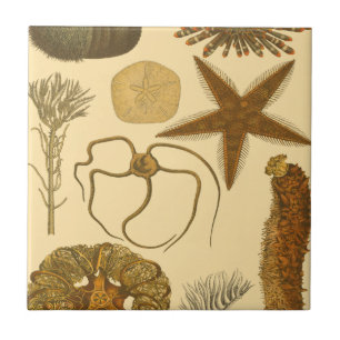 Underwater Sea Creatures Tile