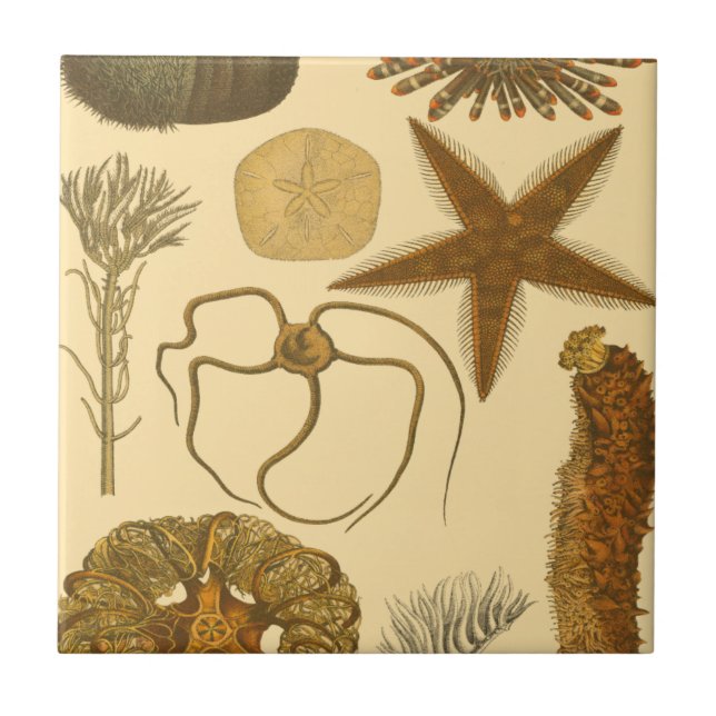 Underwater Sea Creatures Tile (Front)