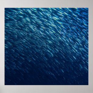 Underwater Sea Fish School Abstract Poster