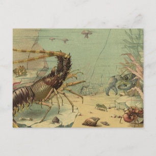 Underwater Sea Life Shrimp, Vintage Ocean Animals Postcard