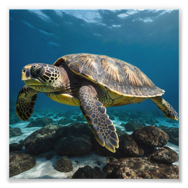 Underwater Sea Turtle Photo Print (Front)