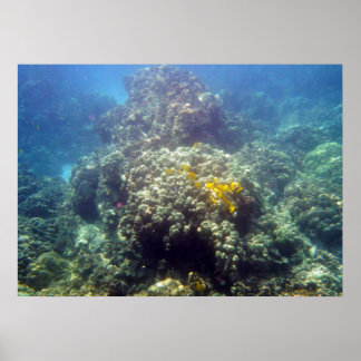 Underwater Sealife Photography Poster Print